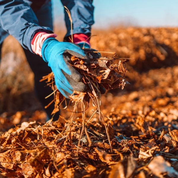 Fall/Spring Clean-Up - Big Brother Lawn Care